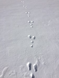 ウサギの足跡でしょうか